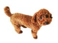 病院に連れて行くべき？愛犬が下痢したときの原因・対処法