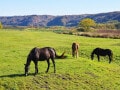 「天高く馬肥ゆる秋」とは？ ことわざの意味と実は怖い由来
