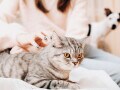 65歳以上のおひとりさまが安心してペットを飼うときのポイント