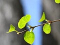 弥生・桜月・雛月……3月の和風月名・異称・別名の読み方と意味