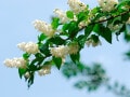 卯月・植月・花残月……4月の和風月名・異称・別名の読み方と意味