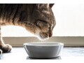 高齢者が猫を飼う前に知っておきたい、猫の困った癖と対処方法。お金がかかることも？