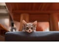 老後に「猫」を飼うのに適しているのはどんな人？後悔しないために猫かかるお金などを知っておこう