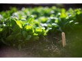 秋から冬にかけて収穫！初心者向け7月植えにおすすめの野菜3選と、かかるお金とは？