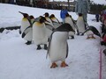 冬の「旭山動物園」雪の中での体験レポート