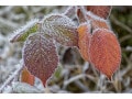 霜月・神帰月・雪待月… 11月の和風月名・異称・別名の読み方と意味