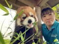 【入場料無料で楽しめる】鯖江市西山動物園の人気者！かわいいレッサーパンダたちを紹介