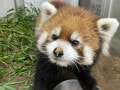 【入場料無料で楽しめる】鯖江市西山動物園のかわいいレッサーパンダたちを紹介！