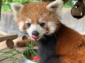 【入場料無料で楽しめる】鯖江市西山動物園の14匹のレッサーパンダたちは何が大好物なの？