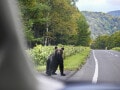 Q.クマが全力疾走したら時速何キロ？オリンピック選手より速い？有効なクマ対処法とは？