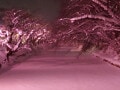 【青森】「桜の街、弘前」は、冬も絶景！ 弘前城のお濠がさくら色に染まるライトアップも美しい