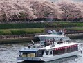 隅田川の桜を水上から！ お花見乗合屋形船