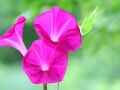 Q.「朝顔は縁起がよくない花」と聞きましたが本当ですか？【歳時記の専門家が解説】