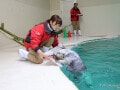 「さすが伊勢志摩のアイドル」鳥羽水族館が発表した“任メイのお知らせ”にSNSでは祝福の声続々！