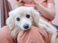 かわいくてつい許してしまう愛犬の「困った行動」ランキング！ 2位「飼い主の上に乗っかる」、1位は？