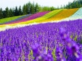 「夏の富良野はとても人気だから」年1回の旅行を積み立てる68歳女性の2泊北海道夫婦旅