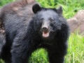 3カ月間で犠牲者3名…東北の人里を震撼させたクマの「執拗な執着心」。いま明かされる凄惨な実害