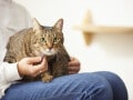 【2026年8月10日～】ゆうちょ銀行が金利引き上げ！「定額貯金」に20万円、50万円、100万円預けると利息は？