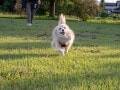 「伸縮リード」で事故も……突然の迷子やカフェ出禁を防ぐために見直したい愛犬のしつけ＆マナー