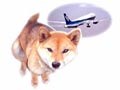 ペットと飛行機