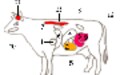 牛海綿状脳症（BSE）特集?その１