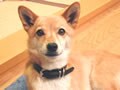 可愛いペットから愛しい家を守る！