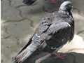 回避！ハトのフン害最新事情