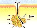 乾燥やハリ不足でも毛穴は拡がる！　「加齢毛穴」に要注意！