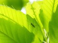 虫除けアロマスプレーの作り方！蚊を寄せ付けない効果とは