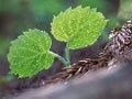 心を慰める花の香りを使って・・・　春に感じる不安や焦りをケアする