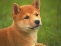 2006年は戌年です！戌と犬にまつわるお話