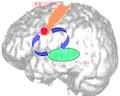 英語脳を科学する－図解・英語脳のつくり方