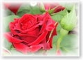 信州・蓼科高原のバラ園でアフタヌーン・ティーを　色と香りで癒すバラの園へ