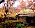 あんこう鍋の茨城で嵯峨野の紅葉にひたる