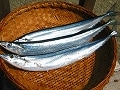 旬の素材を味わう　おいしいサンマの見分け方