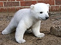 大人気！ベルリンの白クマ赤ちゃんクヌート