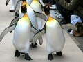 天保山・ペンギンパレードで冬の休日を満喫