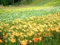 華やかな花園へ誘う、ところざわのゆり園／埼玉