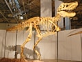 夏休みに必見の博覧展「恐竜大陸」が開幕！