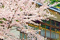 花見露天風呂！村杉温泉の桜と共同露天風呂
