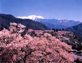 高遠城址公園の桜を愛でに、春色の信州桜旅