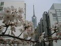 2008年春・福岡　今年の桜はここで決まり！