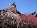 京都、東京、鎌倉。天神さんで梅を楽しもう