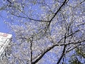 花見情報第一弾！目黒で桜と仏像を楽しむ