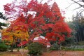 京都の紅葉はここが穴場だ！その2.洛北編