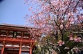 必見です！鎌倉、早春のお花見カレンダー