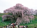 一度は見たい！日本一の花景色と美食の旅-1