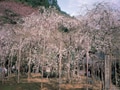 京都、名残の桜景色と美食の旅・前編