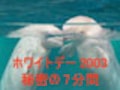 『横浜・八景島シーパラダイス』ホワイトデー情報　ホワイトデー秘密の7分間