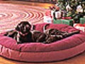 アウトドア派は犬が好き？　L.L.Beanの犬グッズ